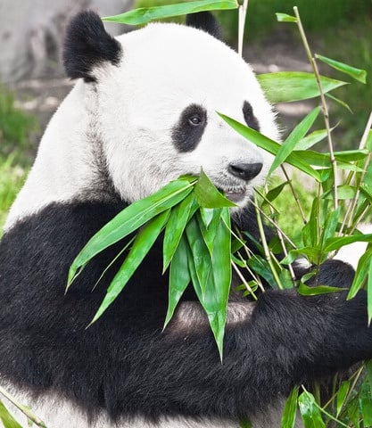 Panda 4.2: The Silent Google Algorithm Refresh 